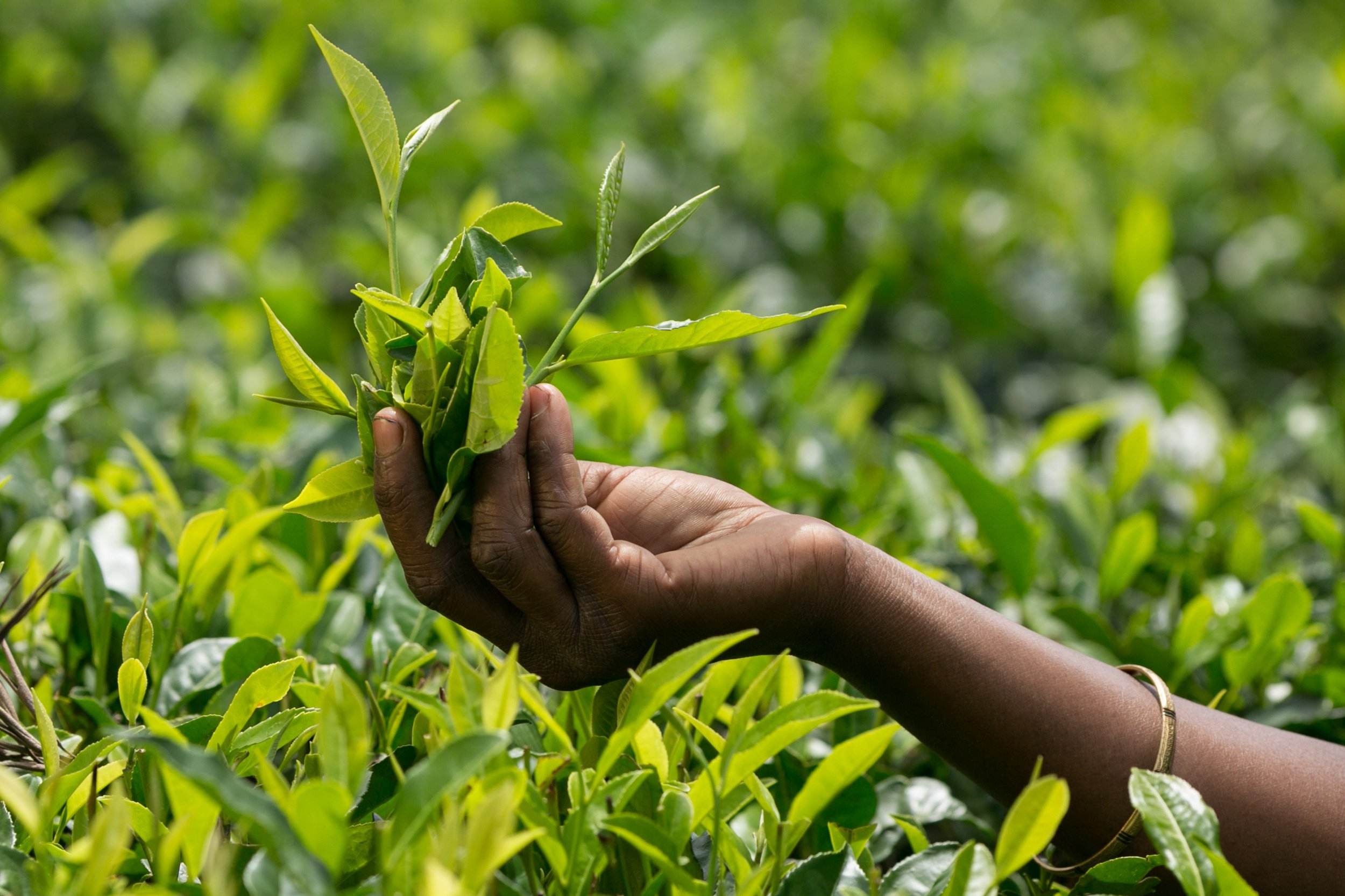 Tea picking